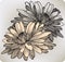 Chrysanthemum flower, hand-drawing. Vector illustr