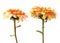 Chrysanthemum flower on a long stem on a white background is insulated...