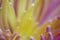 Chrysanthemum flower Macro. Blurred yellow-pink background flower. Chrysanthemum petals closeup. For design.