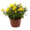 Chrysanthemum flower potted flowers