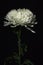 Chrysanthemum flower and stem with dark background