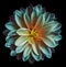Chrysanthemum flower turquoise-blue-pink on the black isolated background with clipping path no shadows. Closeup. For desi