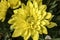 Chrysanthemum flower yellow close up