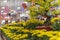 Chrysanthemum flowerpots and red lucky envelop display at Vietnamese Tet market