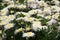 Chrysanthemum in flowers.