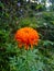 Chrysanthemum flowers.