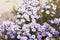 Chrysanthemum flowers as a background close up. Small blue and violet Chrysanthemums.