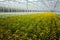 Chrysanthemum flowers growth in huge Dutch greenhouse, flowers f