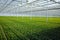 Chrysanthemum flowers growth in huge Dutch greenhouse, flowers f