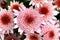 Chrysanthemum flowers pink flower group