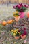 Chrysanthemum in flowers pots and orange pumpkins in autumn gardens near old brick wall