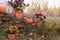 Chrysanthemum in flowers pots and orange pumpkins in autumn gardens near old brick wall