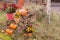 Chrysanthemum in flowers pots and orange pumpkins in autumn gardens near old brick wall