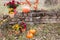 Chrysanthemum in flowers pots and orange pumpkins in autumn gardens near old brick wall