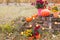 Chrysanthemum in flowers pots and orange pumpkins in autumn gardens near old brick wall