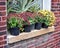 Chrysanthemum Flowers on Windowsill of Brick Building