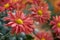 Chrysanthemum grandiflorum. Decorative composition of red chrysanthemum flowers, autumn bouquet. Orange chrysanthemum in autumn