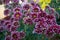 Chrysanthemum grandiflorum Ramat. `Barletta`. Decorative composition of purple chrysanthemum flowers, autumn bouquet. Magenta ch