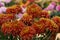 Chrysanthemum grandiflorum Ramat. `Crimson Robe`. Orange chrysanthemum in autumn botanical garden. Decorative composition of ora