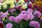 Chrysanthemum grandiflorum Ramat. Dark Toring. Decorative composition of pink chrysanthemum flowers, autumn bouquet.