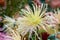 Chrysanthemum grandiflorum Ramat. Maxim Ivory. Yellow chrysanthemum in autumn botanical garden.