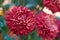 Chrysanthemum grandiflorum Ramat. Regal Mist Red. Decorative composition of red chrysanthemum flowers, autumn bouquet.