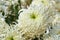 Chrysanthemum grandiflorum Ramat. `Vienna white`. Decorative composition of white chrysanthemum flowers, autumn bouquet.