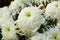 Chrysanthemum grandiflorum Ramat. Vienna white. Decorative composition of white chrysanthemum flowers, autumn bouquet.