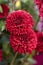 Chrysanthemum grandiflorum Ramat. Zembla Barca Red. Decorative composition of red chrysanthemum flowers, autumn bouquet.