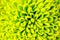 Chrysanthemum green flower closeup, abstract background