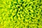 Chrysanthemum green flower closeup, abstract background