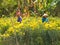 Chrysanthemum growers - Phong Dien