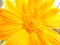 Chrysanthemum Harmony Flower Bright Yellow Orange Close Up