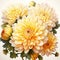 Chrysanthemum Illustration On White Background - Hyper-realistic 8k Vector Art