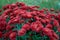 Chrysanthemum indicum L. Rubin tufanica. Decorative composition of red chrysanthemum flowers, autumn bouquet. Red chrysanthemum in