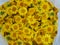 Chrysanthemum indicum Scientific name Dendranthema morifolium, Flavonoids,Closeup pollen of yellow flower freshness Stacked in