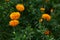 Chrysanthemum [ jamanthi ]flower field.