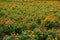 Chrysanthemum [ jamanthi ]flower field.