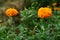 Chrysanthemum [ jamanthi ]flowers in the plant