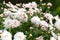 Chrysanthemum koreanum Apple blossom close up