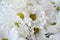 Chrysanthemum koreanum Athena with white flowers close up background