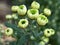 Chrysanthemum koreanum Lime close up