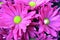 Chrysanthemum koreanum with pink or violet flowers close up background