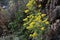 chrysanthemum lavandulifolium