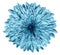 Chrysanthemum light blue flower on white isolated background with clipping path. no shadows. Closeup.