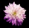 Chrysanthemum light pink. Flower on isolated black background with clipping path without shadows. Close-up. For design.