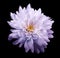 Chrysanthemum light purple. Flower on isolated black background with clipping path without shadows. Close-up. For design.