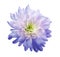 Chrysanthemum light purple-pink. Flower on isolated white background with clipping path without shadows. Close-up. For design.