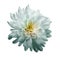 Chrysanthemum light turquoise. Flower on isolated white background with clipping path without shadows. Close-up. For design.