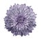 Chrysanthemum light violet. Flower on isolated white background with clipping path without shadows. Close-up. For design.